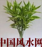 珠海十二生肖养什么植物最旺财运？你知道吗！